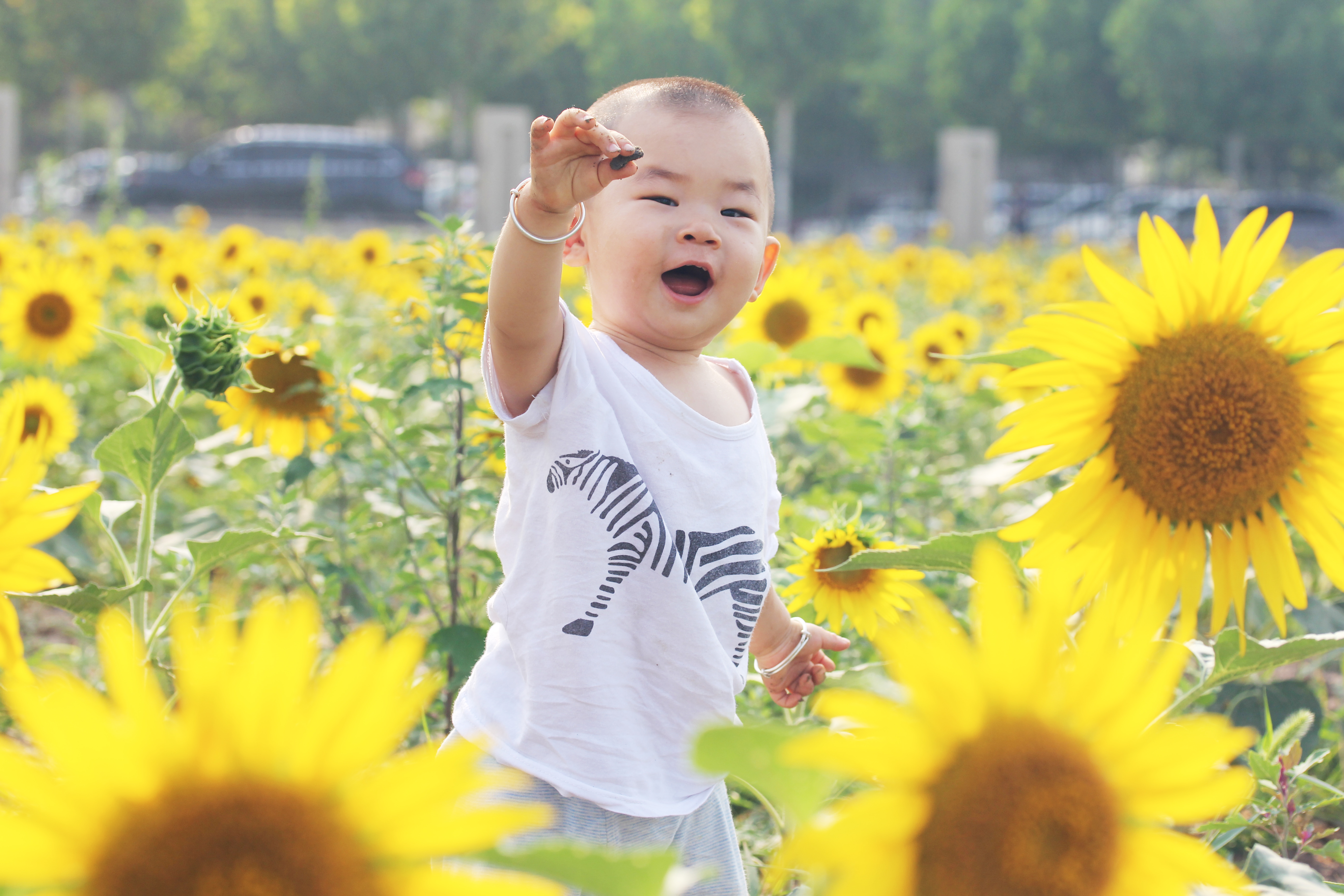 向日葵什么时候开放(北京大兴400亩向日葵绽放，免费开放，花期持续到8月底)