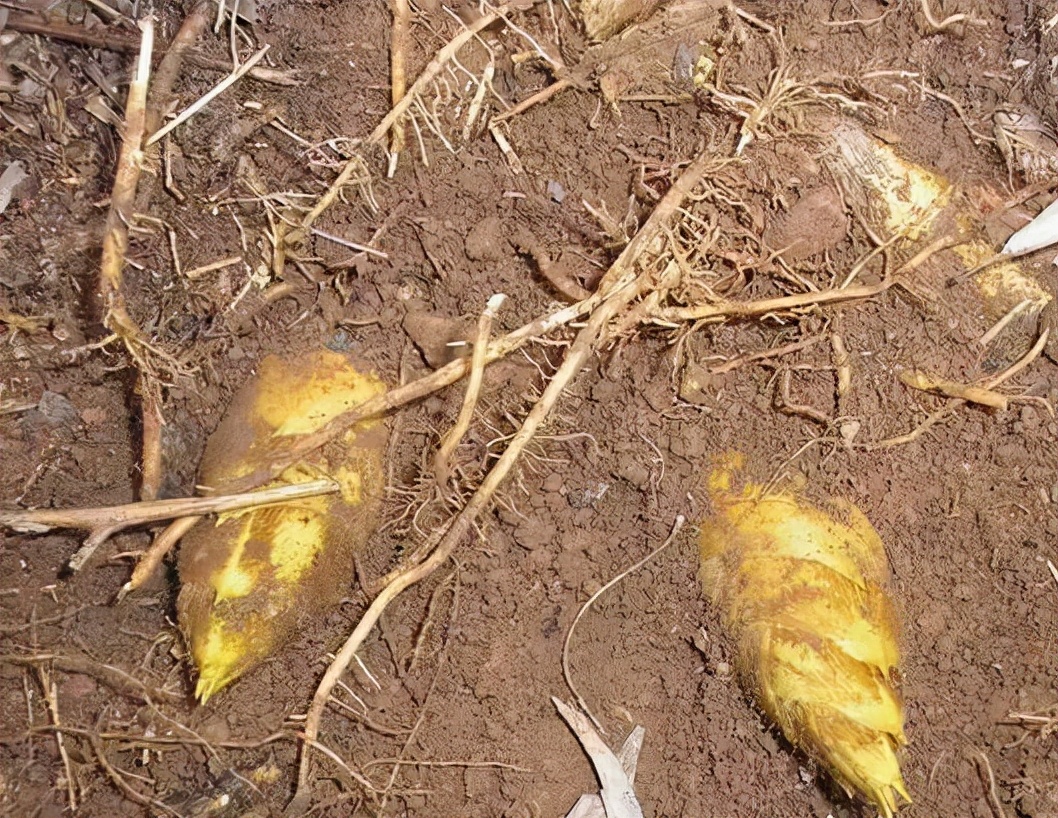 挖冬笋有窍门,这套"追笋大法"送给您,挖冬笋不再"空军"