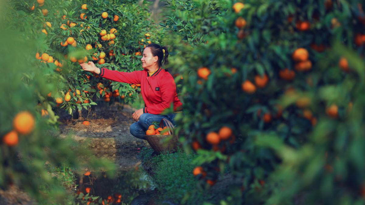 巧妇九妹这一年：卖出1200万斤山货，影响县城GDP