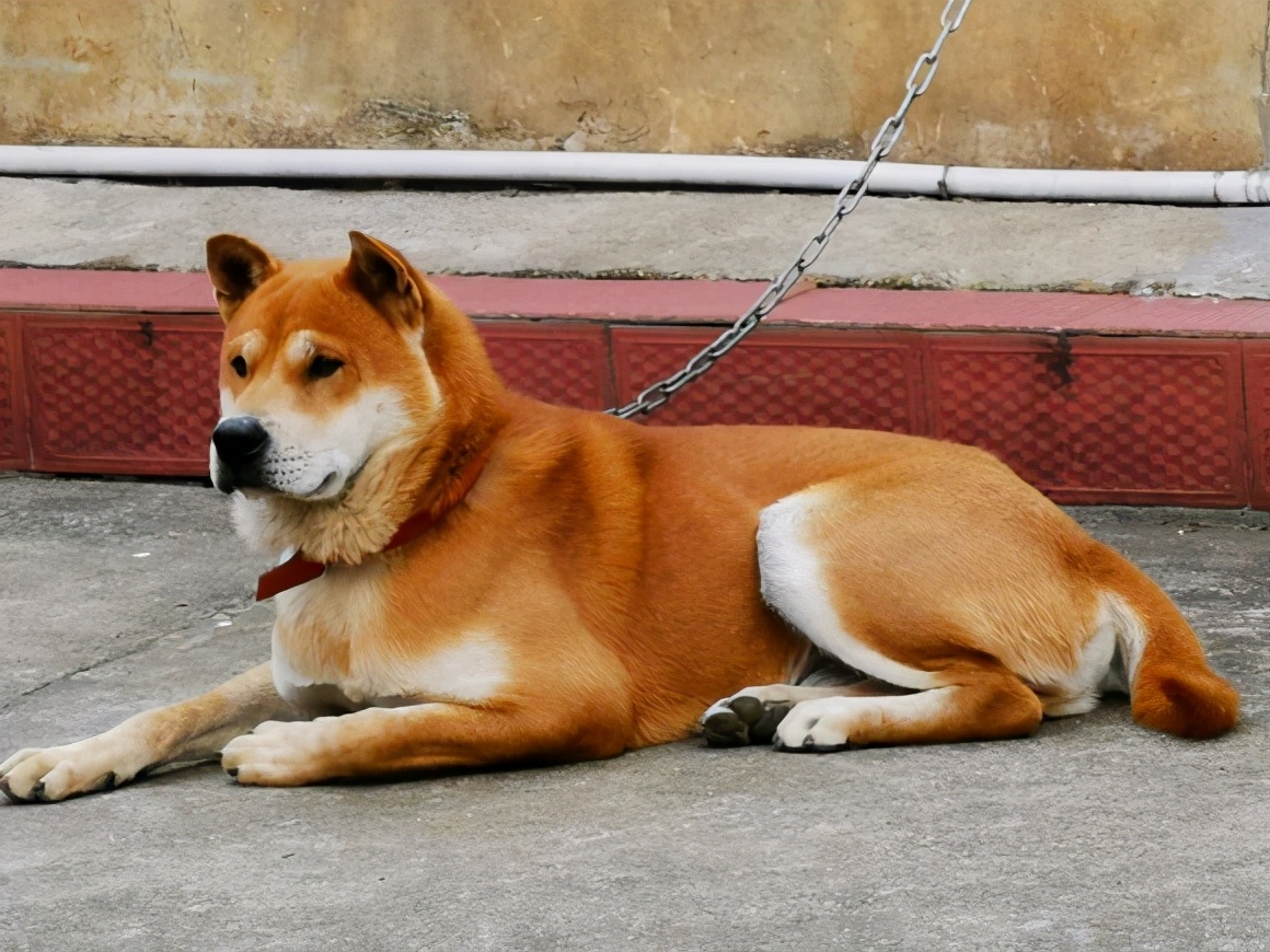 日本柴犬图片(日本的 赤虎壹号