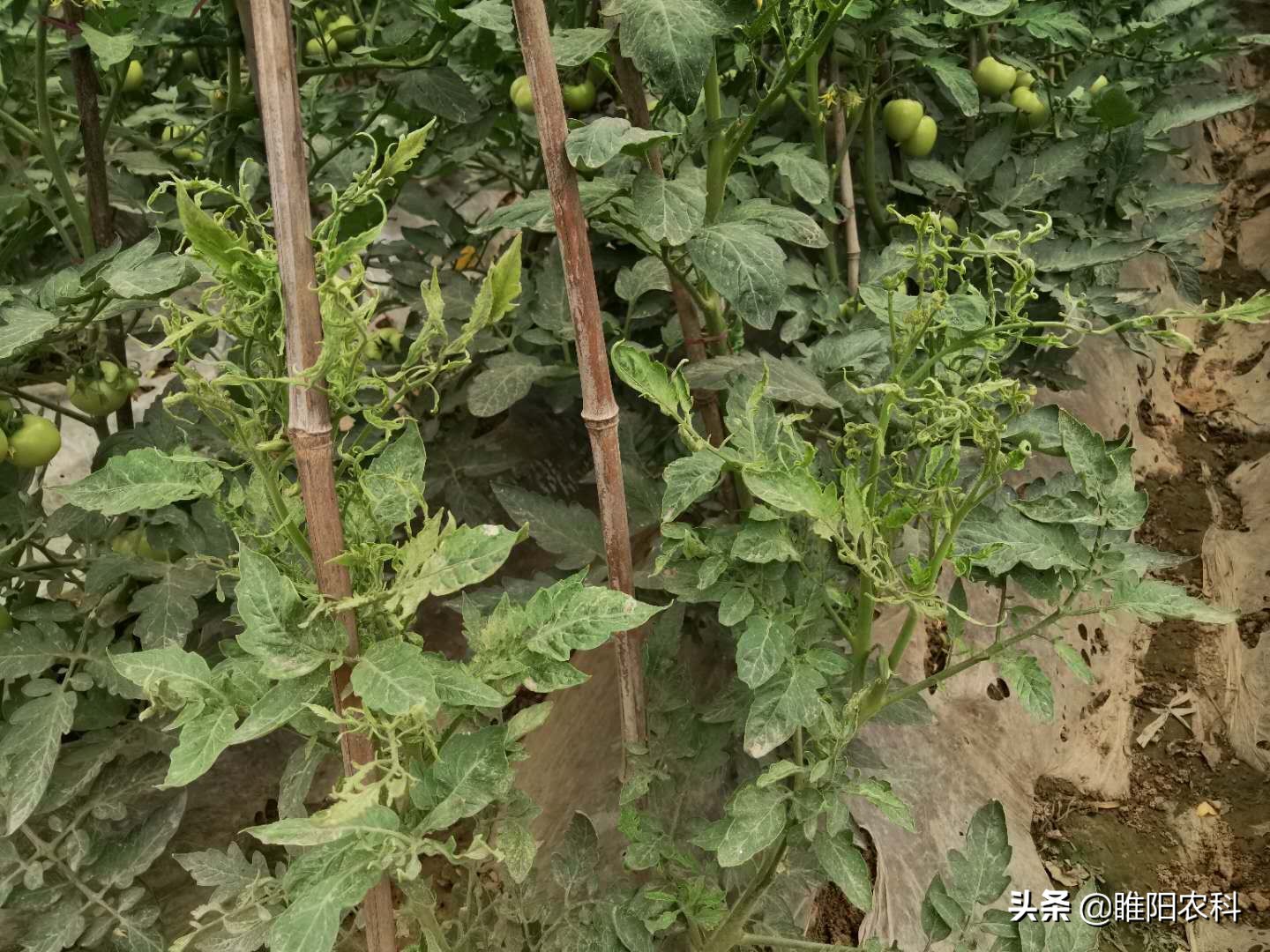 防治番茄病毒病（只要做好这三点，就能保一季都不会发生）