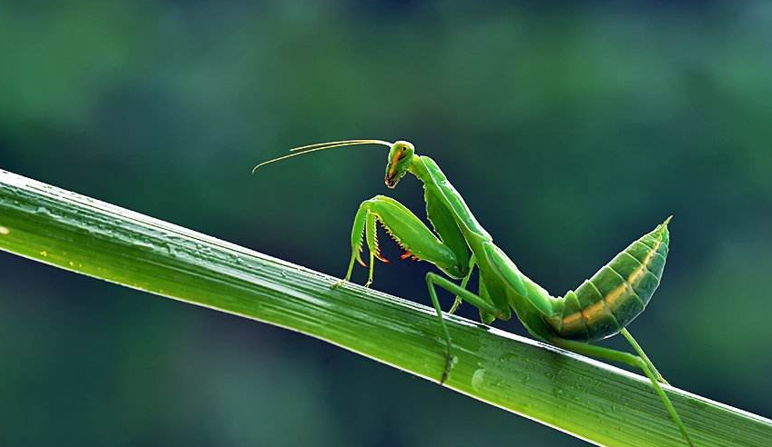 中国目前已知有147种,其中有中华大刀螳,广斧螳,绿静螳等等,由于不能