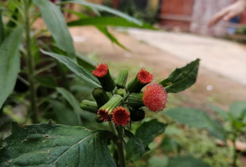 野茼蒿的功效与作用野茼蒿的功效与作用