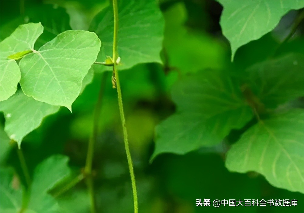 蕉麻纤维是什么东西（葛和麻中国早期平民衣物的主要原料）