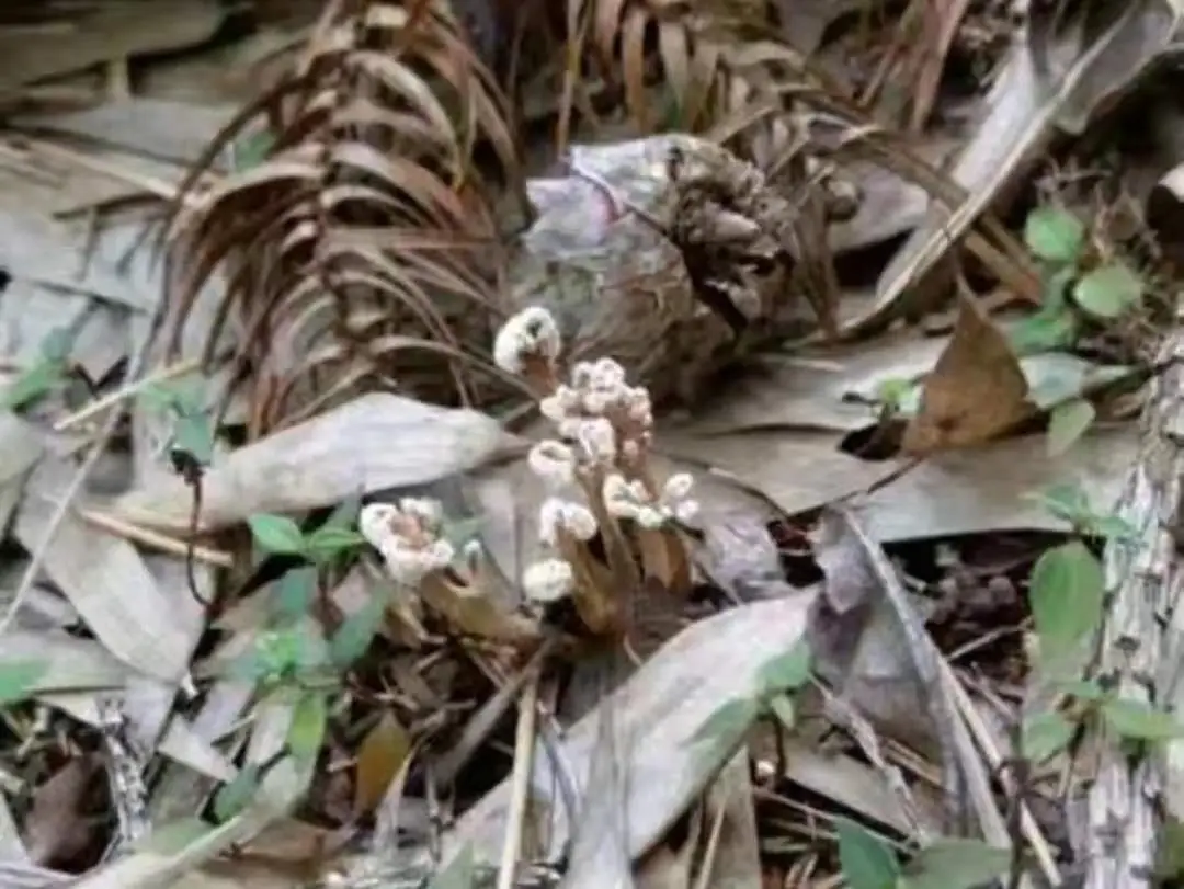 竹海金蝉花虫草图片（金蝉花的作用与功效）