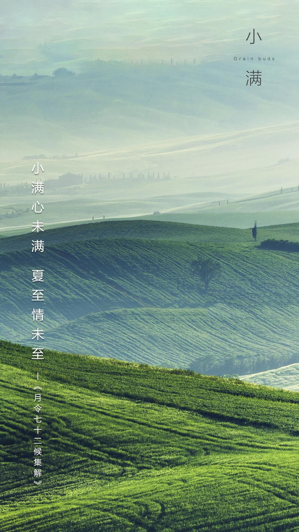 最爱垄头麦，莫负好时光
