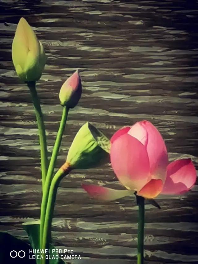 每日一诗《小池》赏析