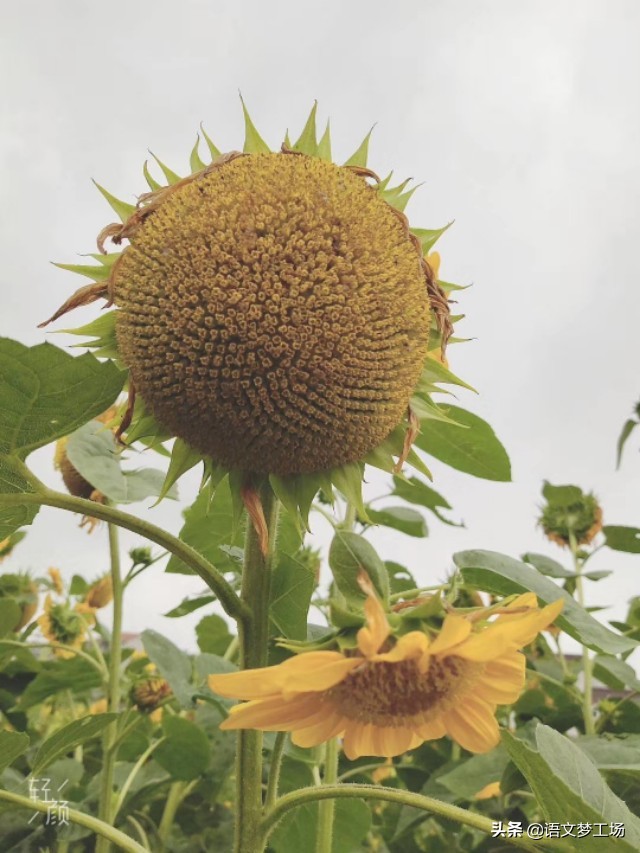 叙事类中考满分作文5篇，选材独特，脉络清晰，吸引阅读