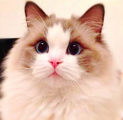 养布偶猫要面对的这些难题，你准备好了吗？
