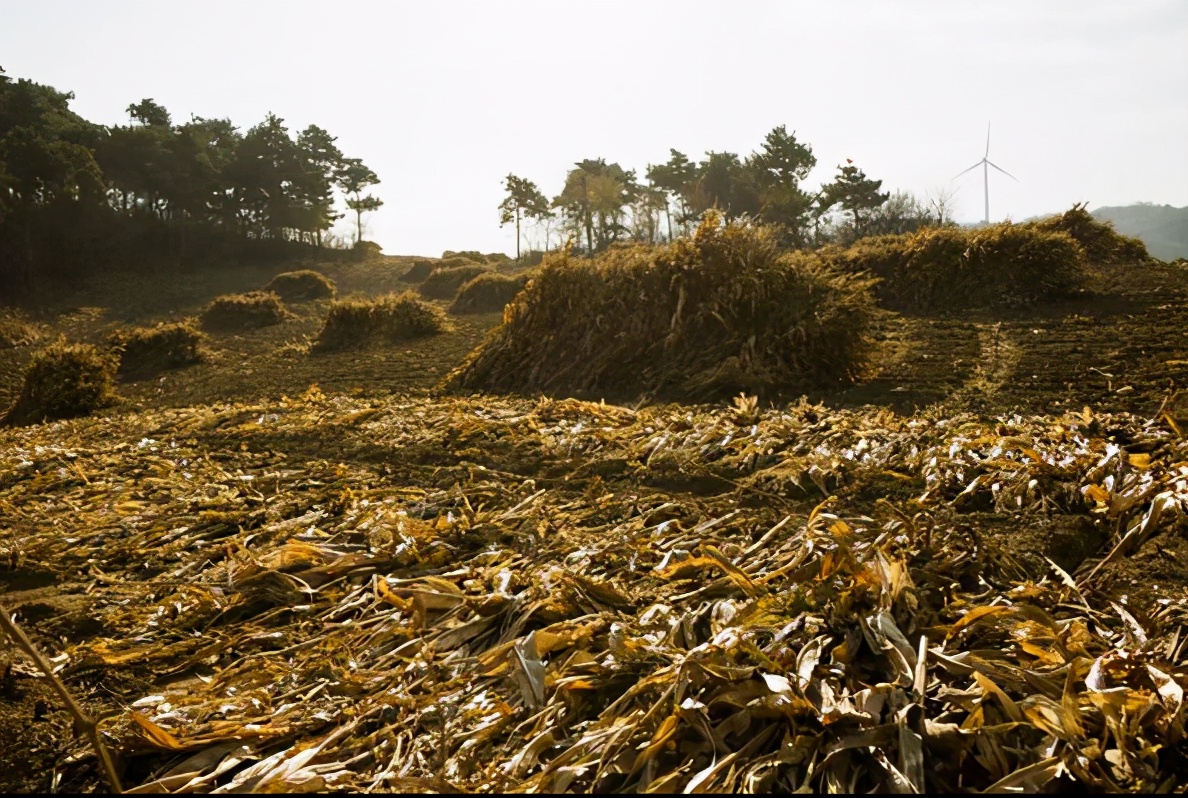 关于秸秆儿的散文
