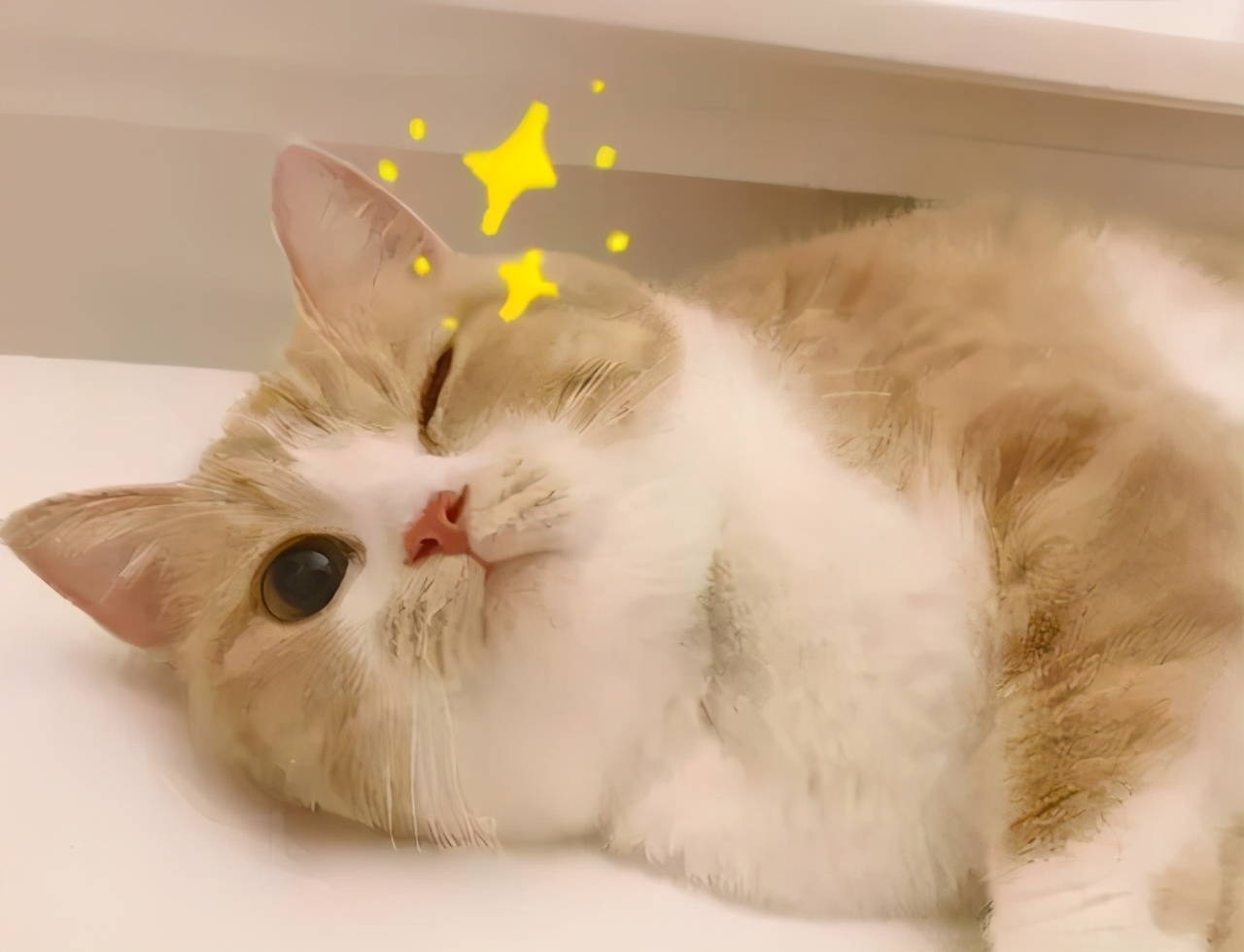 关于猫捂眼睡觉的说说配图「搞笑」 _qq说说网