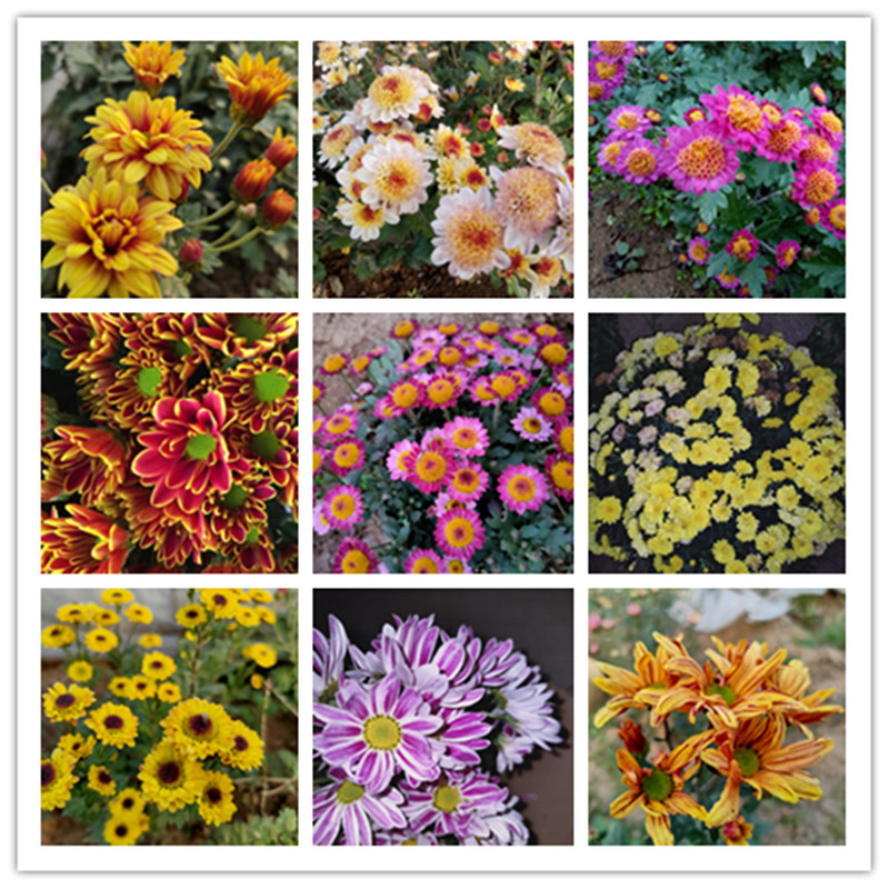 矮型四季菊花品种大全图片