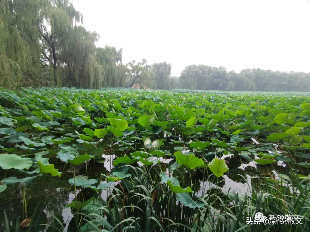 雨中游圆明园，西洋楼是历史，外面就是盛世，一墙恍如隔世