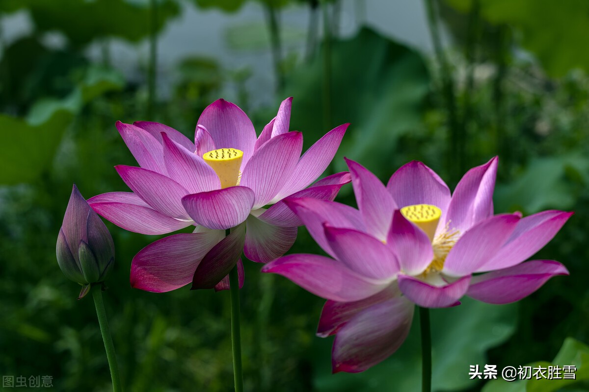 莲花古诗五首，莲子清如水，莲心彻底红，莲花中国古代的爱情之花