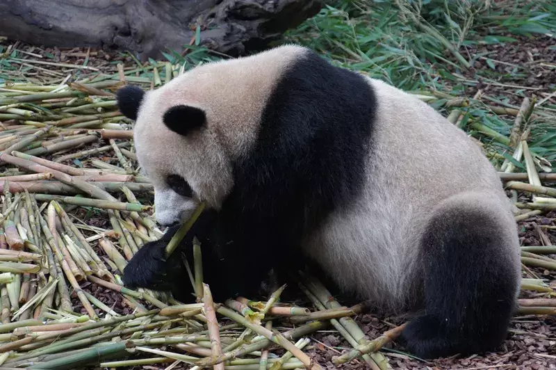 大熊猫吃什么食物（揭秘大熊猫的四季食谱）