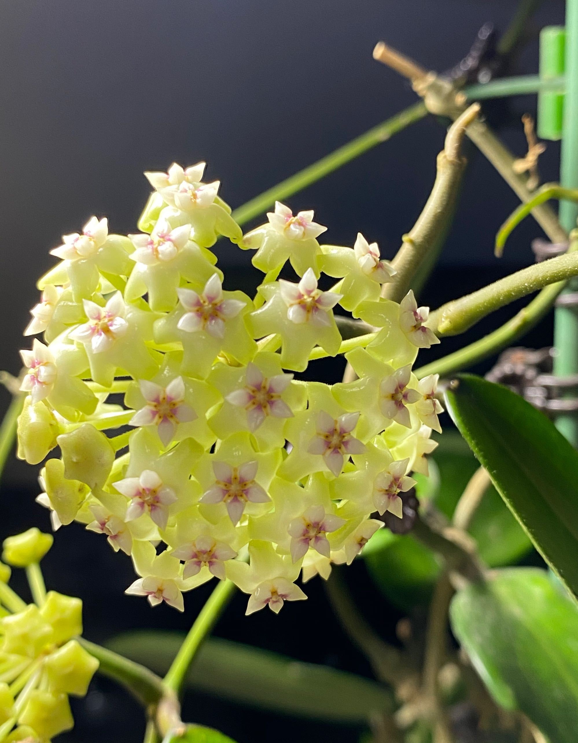 羊脂玉球兰花怎么养比较好「记得收藏」 -骁龙网