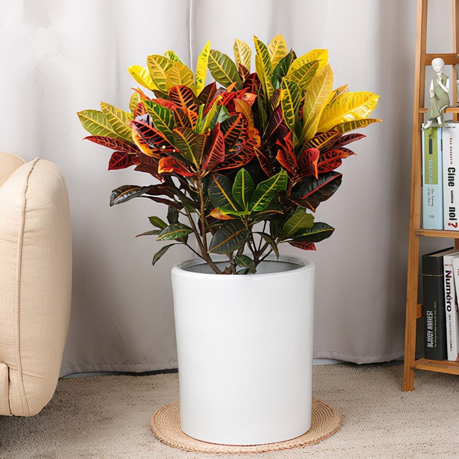 "人养花三年,花养人一生!"家居盆花100种,总有几款你喜欢