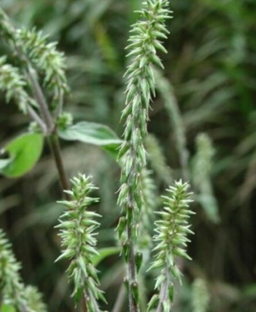 知天知地说牛膝