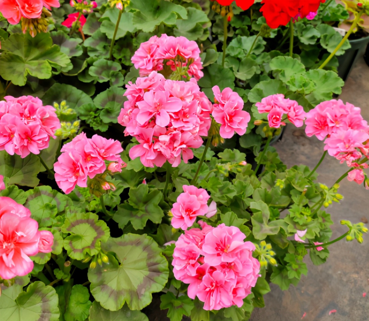 天竺葵的养殖方法 天竺葵哪个品种最勤花 - 北京百科网