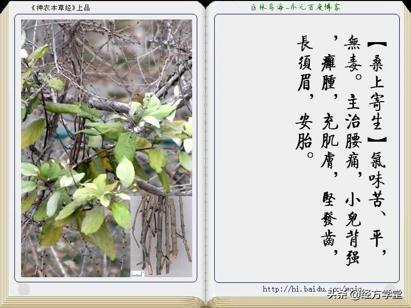 《神农本草经》全册图文解析 建议收藏