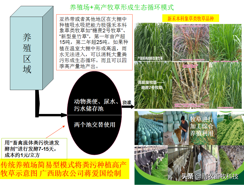 广东这个养猪新手猪场种植牧草养猪肉质好得到大家的认可