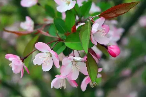 海棠花，是最美的春日诗词