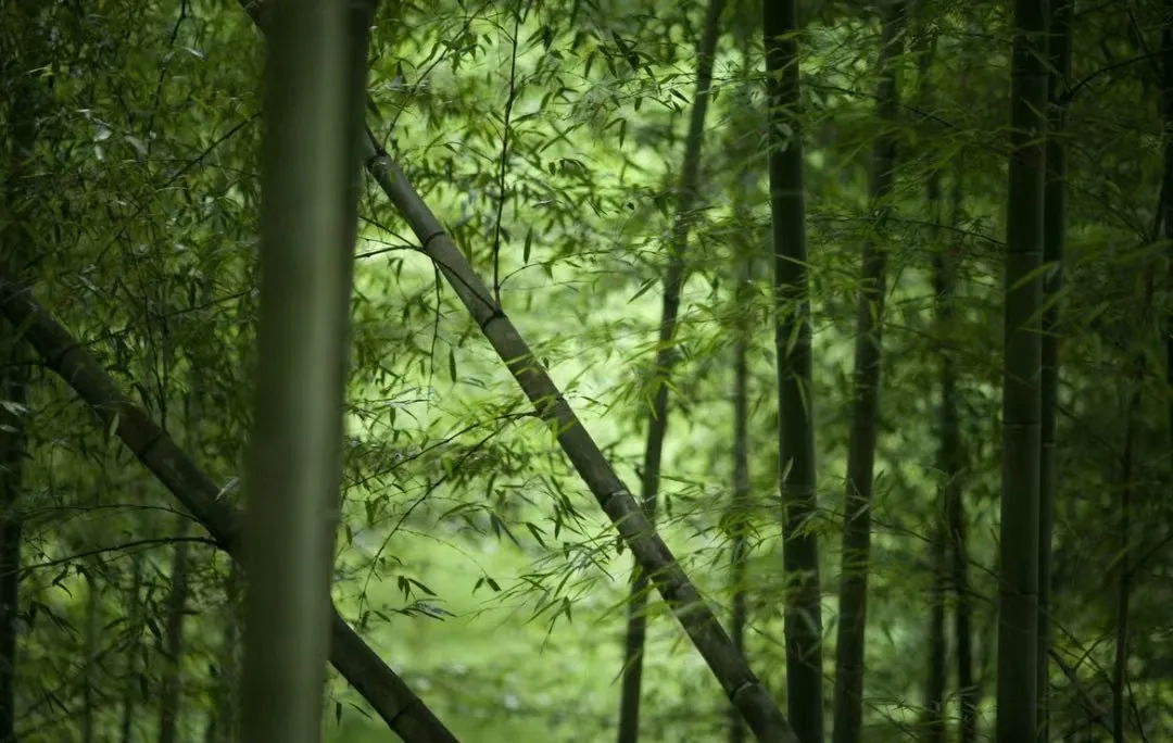竹林听雨,舒心,淡泊,悠远