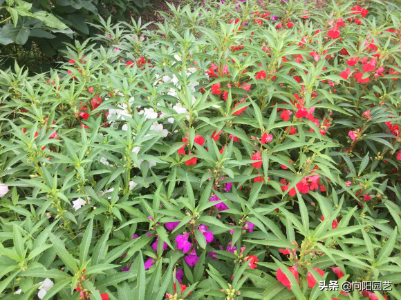 凤仙花种子传播方式及种植方法
