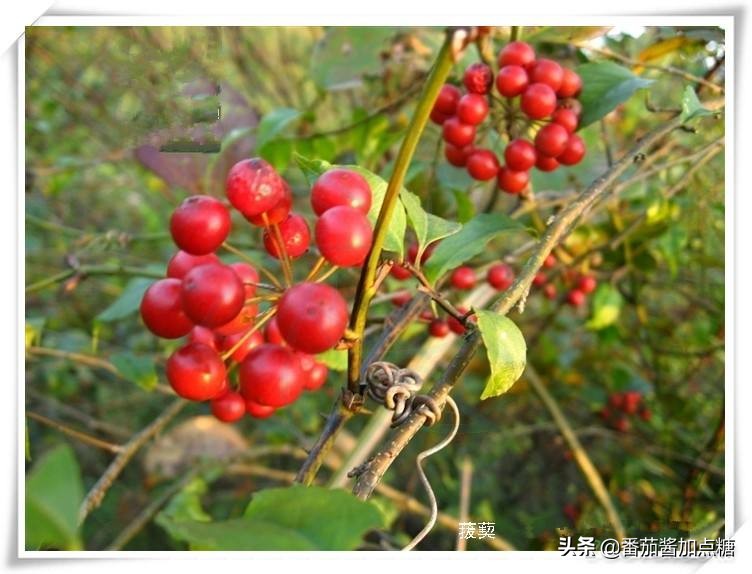 金刚藤胶囊的功效与作用(曾是农民讨厌的金刚刺) - 行就行