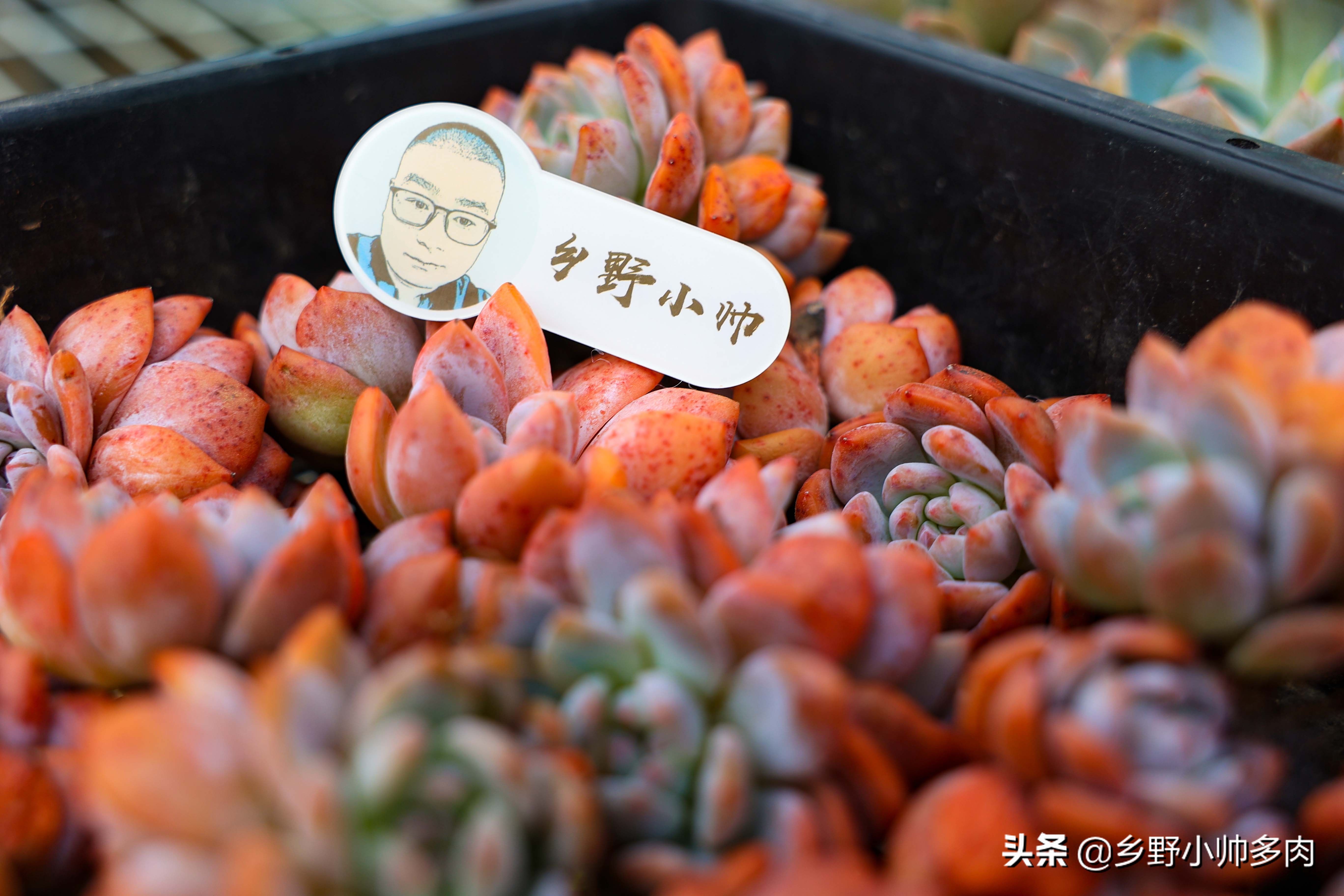 复合肥、有机肥、缓释肥,多肉用肥到底怎么选?听小帅讲解