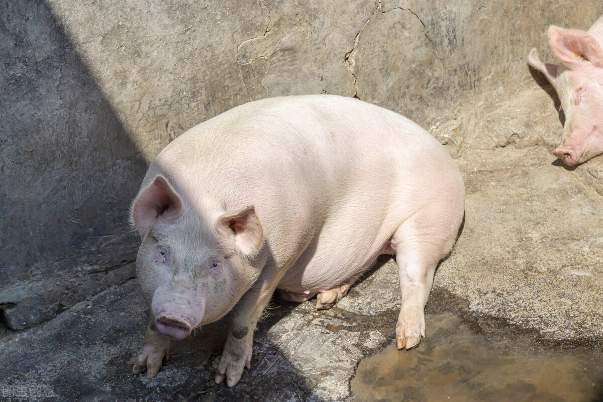 黑龙江毛猪今日一斤多少钱(黑龙江今日毛猪价格表生猪价)
