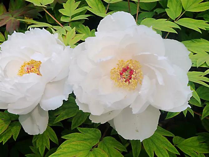 洛阳牡丹甲天下