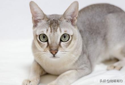 新加坡猫是什么（它是世界上体型最小也是最黏人的猫咪）