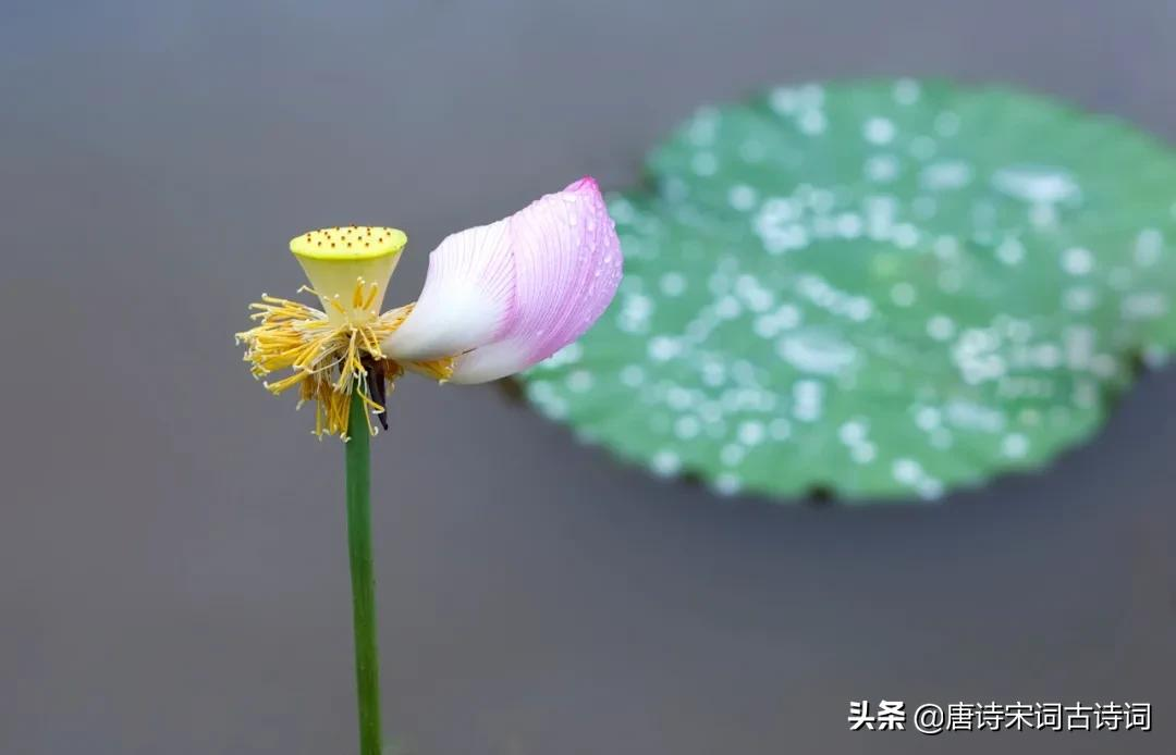 描寫初秋下雨的唯美句子_晶羽科技