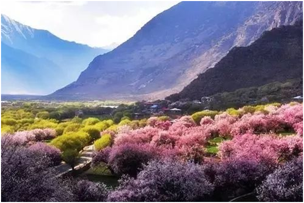 在那桃花盛开的地方------三月遇见最美的“西藏小江南”林芝