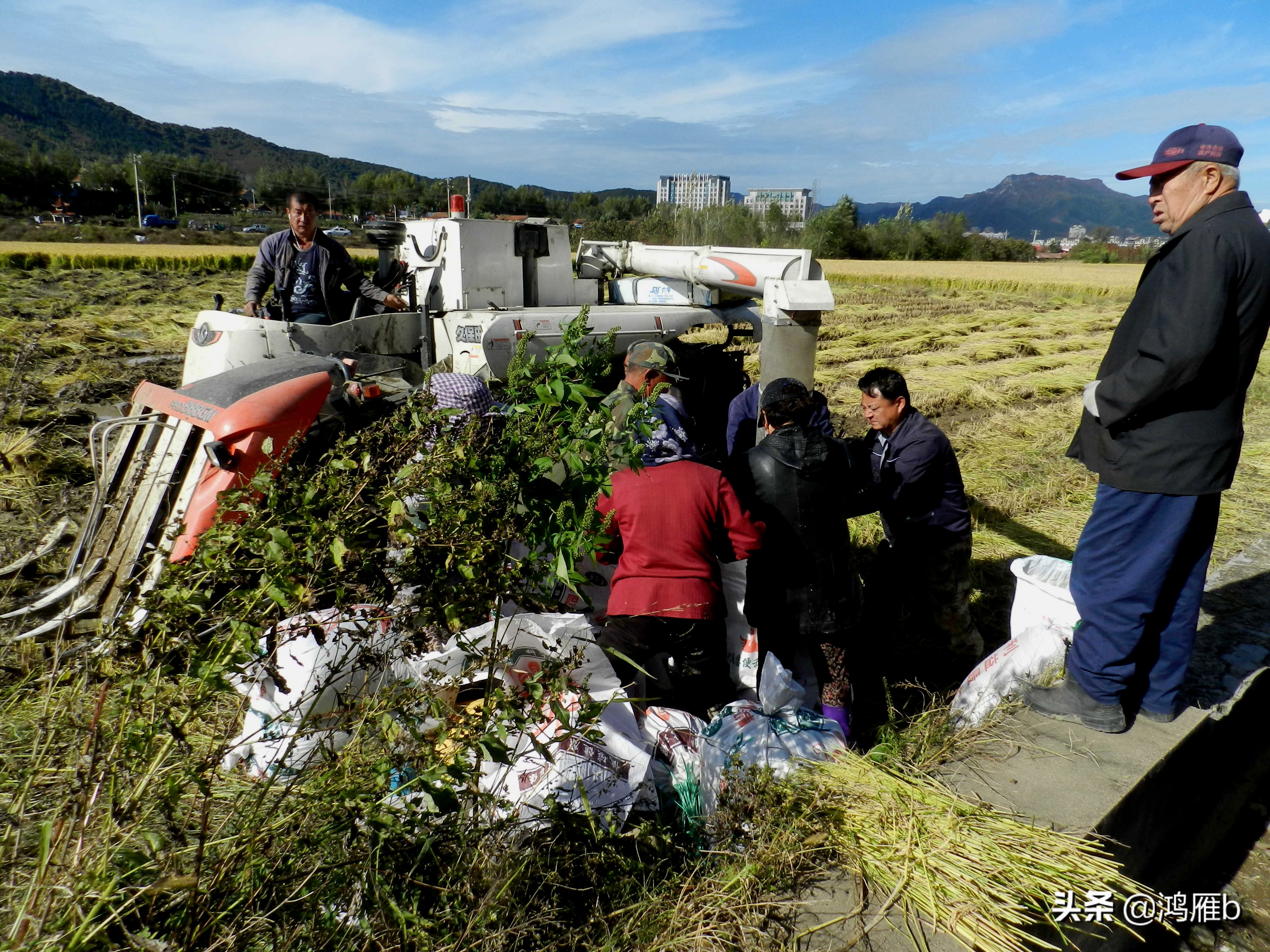 实拍水稻收割机收割水稻