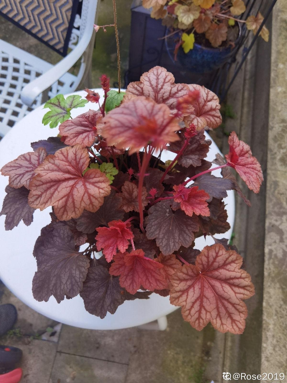 20种常见植物浇水方法,一句话说到重点,建议收藏