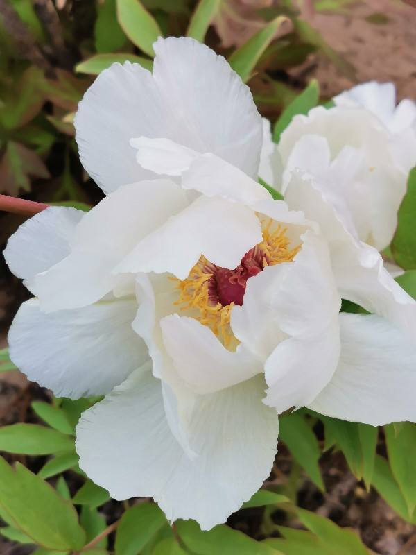 花草的图片大全（100种常见花图鉴一览表）