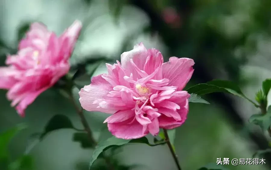 木槿是常绿还是落叶（木槿和扶桑的区别以开花经验分享）