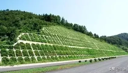 灌木在边坡生态防护中的作用