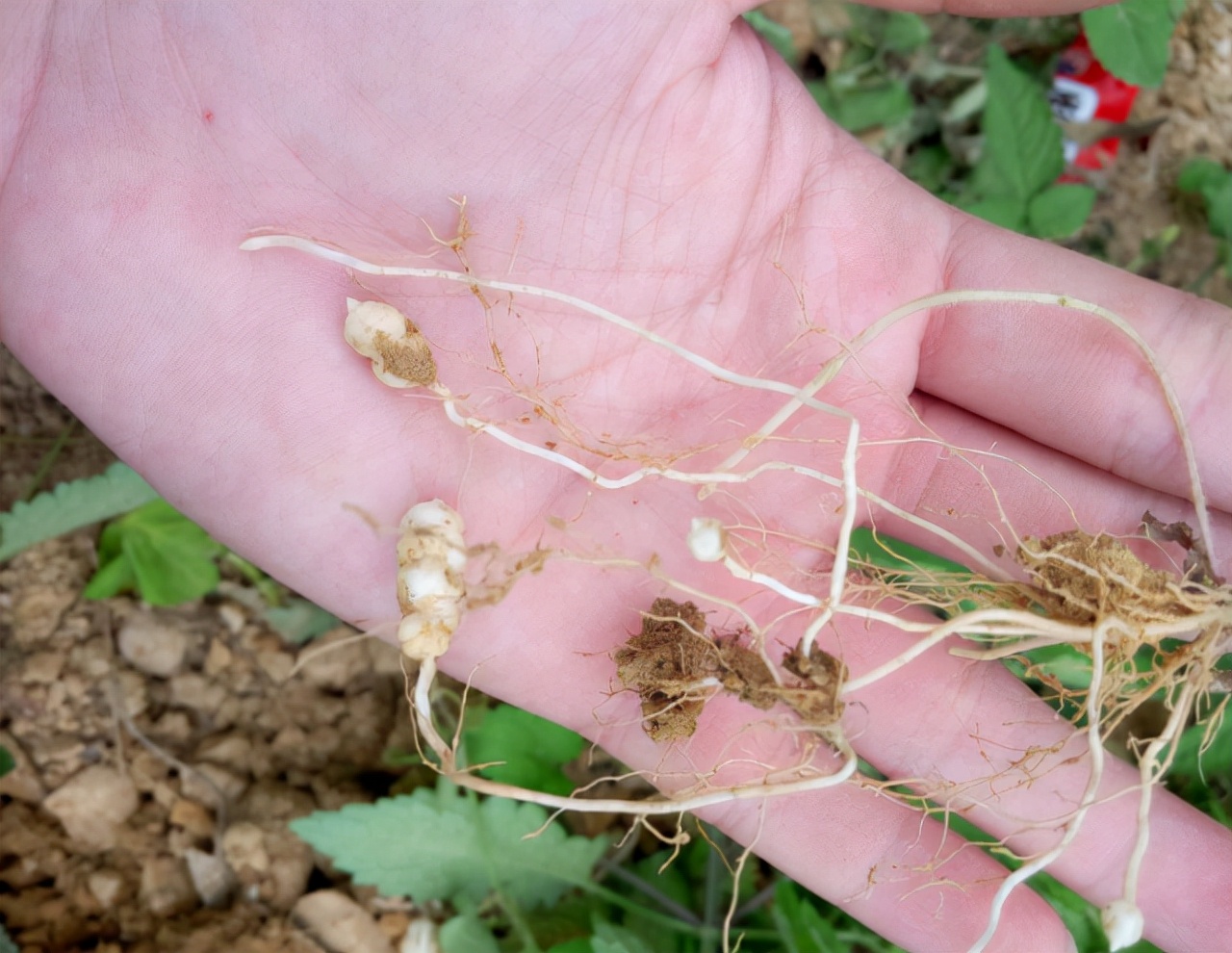药草这个土虫草的学名就叫做"地蚕草",还有别称就是土冬虫草,白虫草