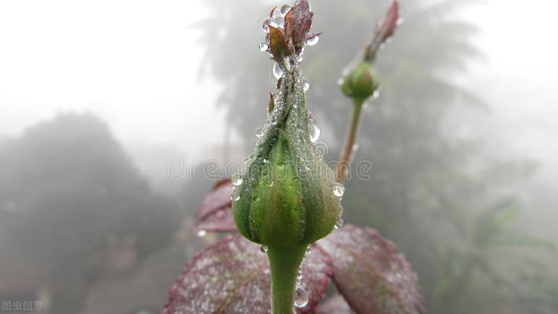 秋水仙素的作用原理（刺激月季芽变的四个常用方法）