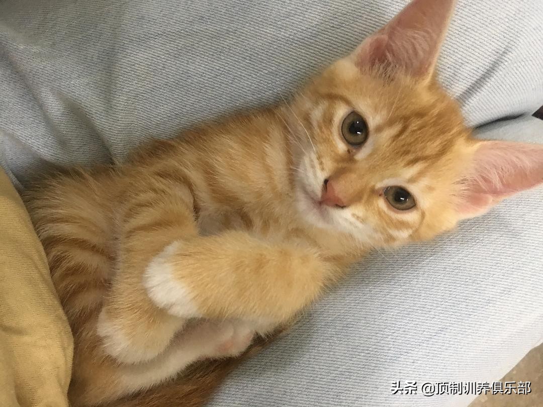 养猫需要准备什么东西，一个月多少钱