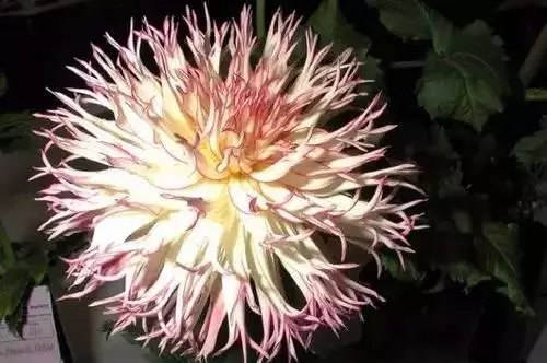 广州市市花是什么（全国56个城市的市花介绍）