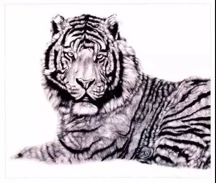 老虎很难画？分步骤教你画老虎，从细节教你，简单易学，快来学习