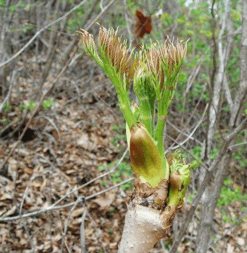 这里科学兴农就和大家谈一种比较贵的野菜——刺老芽,有朋友说刺老芽