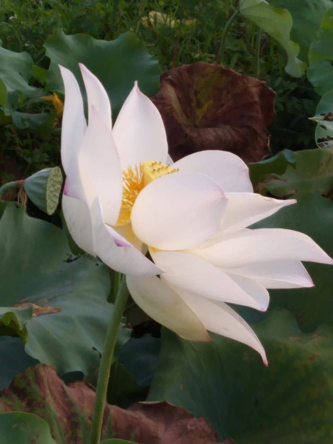 ɻֲfangʱ䣨ɻdeʱ뷽-Ȼ