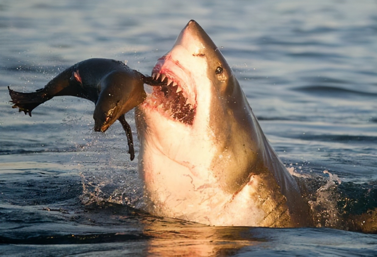 为什么会被虎鲸秒杀(虎鲸vs大白鲨,鲨鱼被吸出肝脏,虎鲸为何对肝脏情