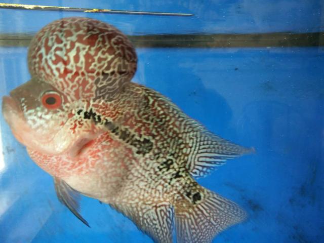 10cm狮子头金鱼价格(不是所有大脑袋的观赏鱼) - 价格百科