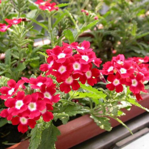 美女樱从4月开到11月，价格便宜花量大，赏花又能观叶